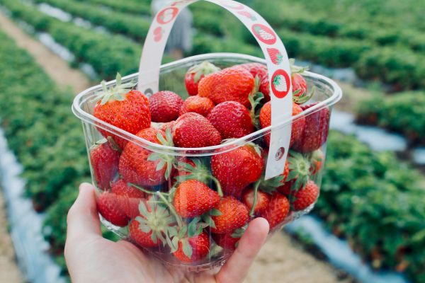 Top 5 avantages des boîtes alimentaires en plastique professionnel